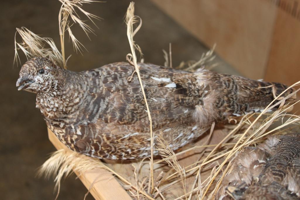 3 SHARP-TAILED GROUSE on a Wood Base - 6