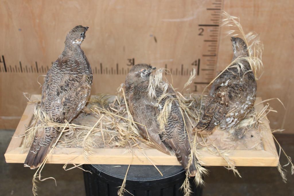 3 SHARP-TAILED GROUSE on a Wood Base - 7