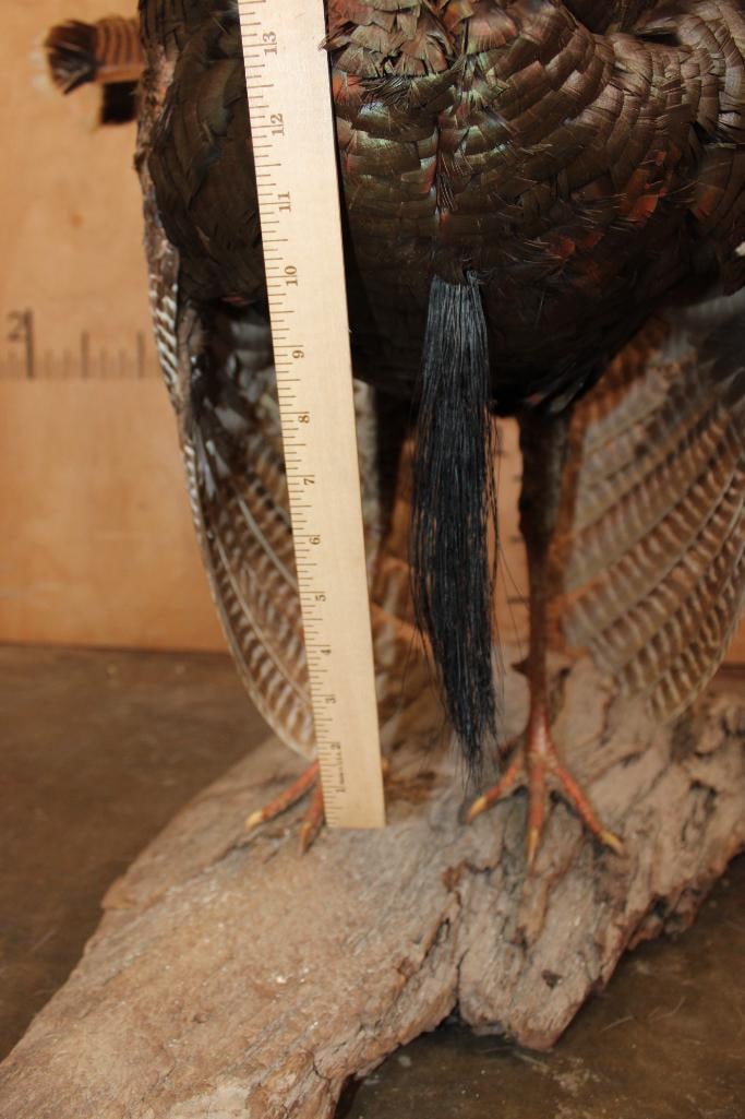 Life-sized Strutting TURKEY on a Wood Base - 10