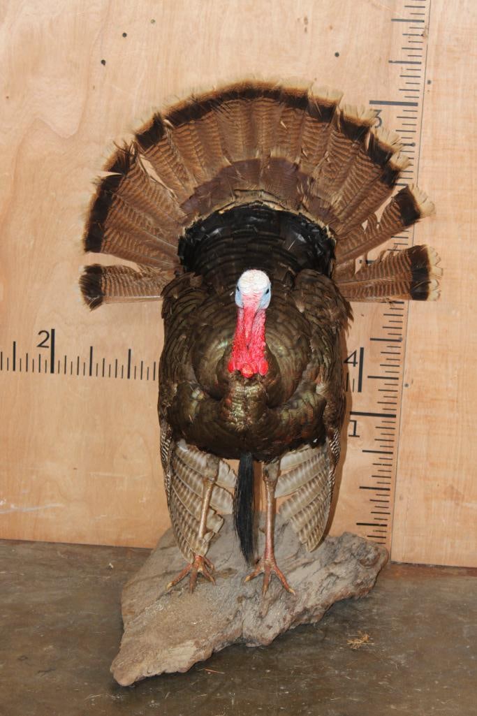 Life-sized Strutting TURKEY on a Wood Base (1 of 10)