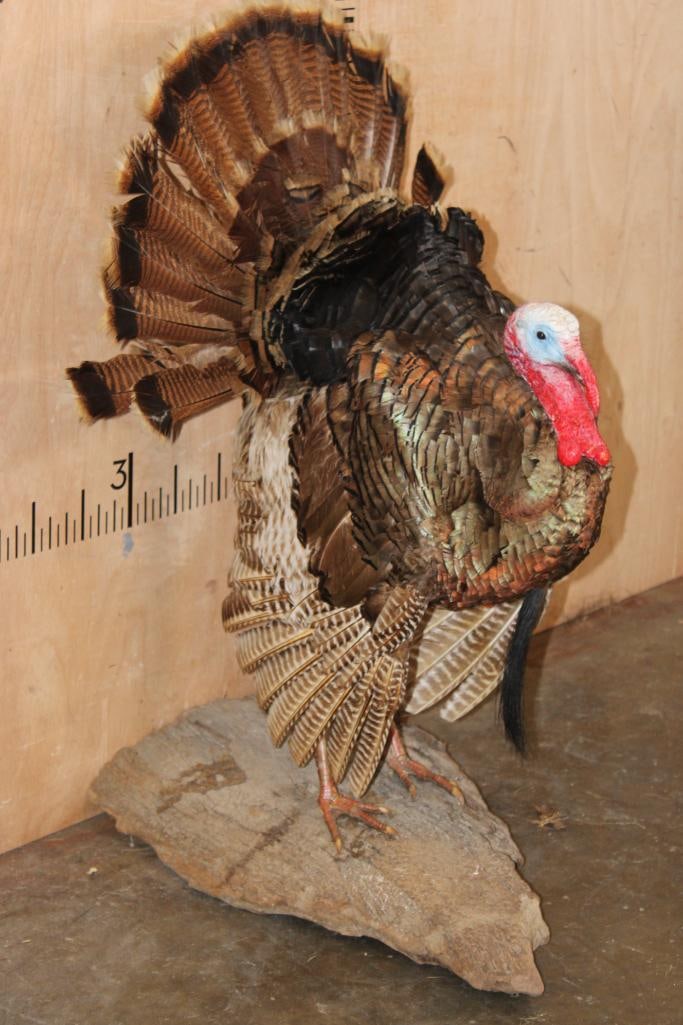 Life-sized Strutting TURKEY on a Wood Base - 2