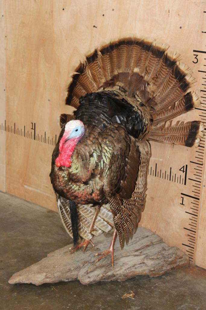 Life-sized Strutting TURKEY on a Wood Base - 3