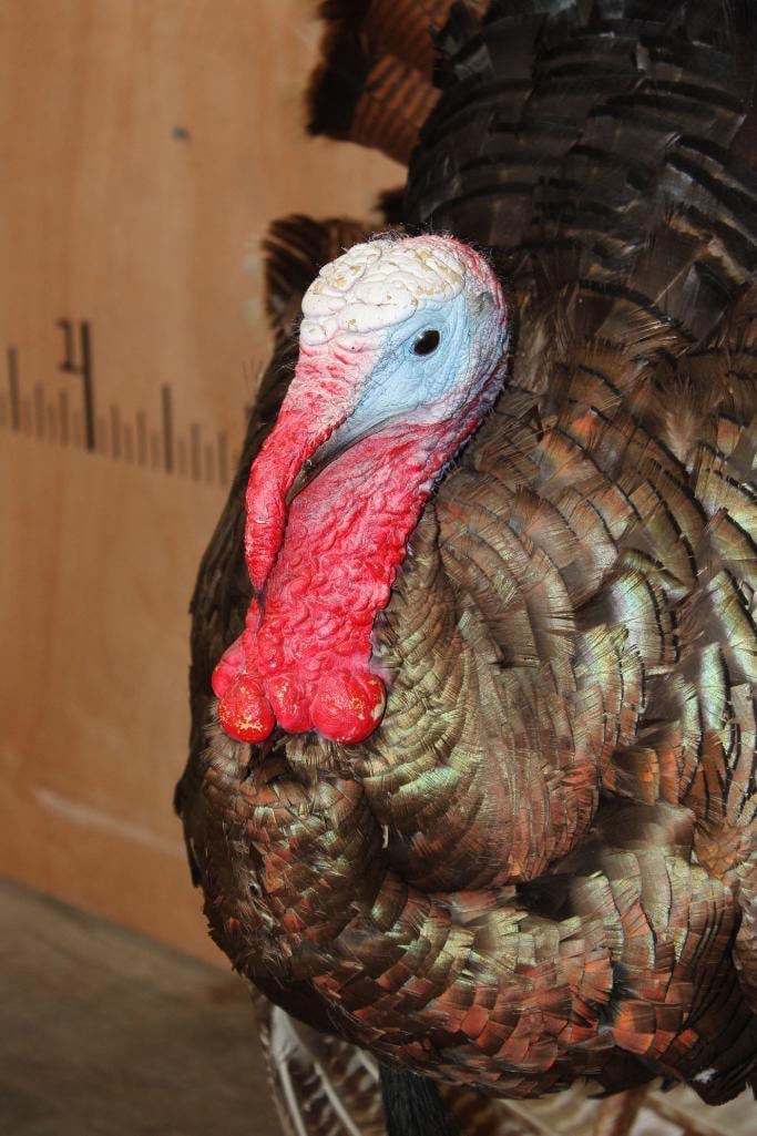 Life-sized Strutting TURKEY on a Wood Base - 4
