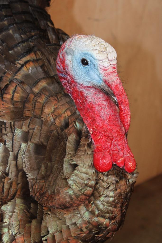 Life-sized Strutting TURKEY on a Wood Base - 5
