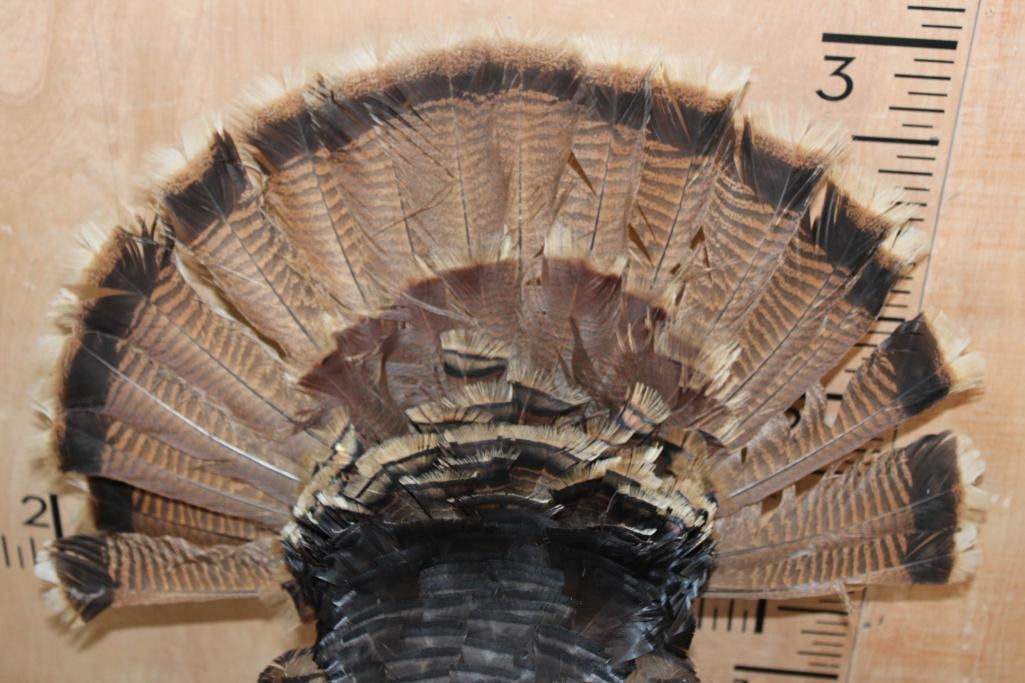 Life-sized Strutting TURKEY on a Wood Base - 6