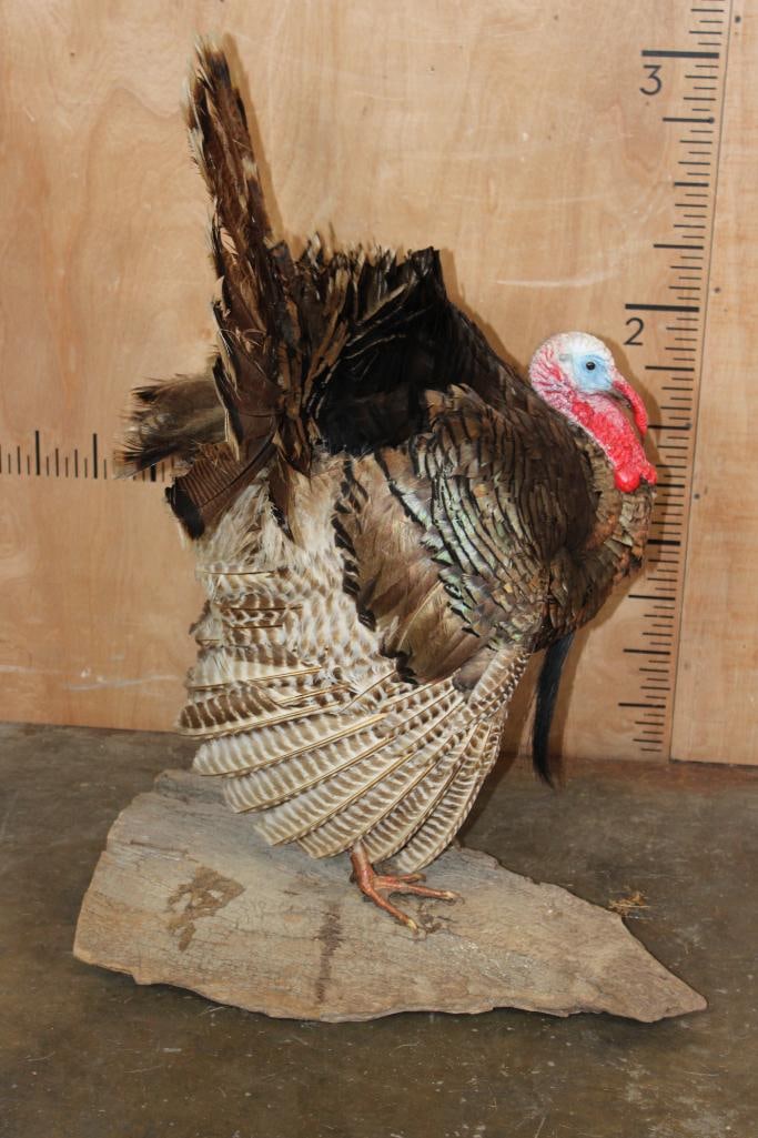 Life-sized Strutting TURKEY on a Wood Base - 7