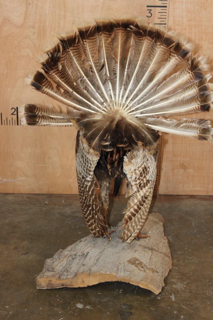 Life-sized Strutting TURKEY on a Wood Base - 8
