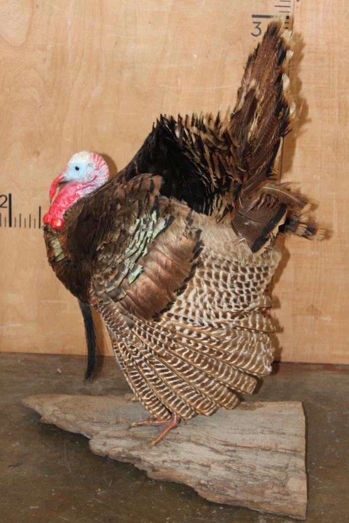 Life-sized Strutting TURKEY on a Wood Base - 9