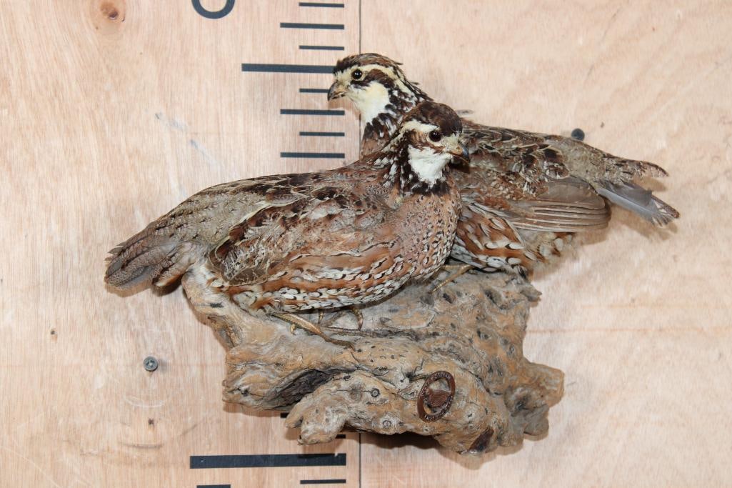 2 BOBWHITE QUAIL Mounted on a Driftwood Wall Hanging Base: 2 Life-sized BOBWHITE QUAIL Mounted on a Driftwood Wall Hanging Base. The Total Mount measures 12" Long x 9" Tall x 6" Depth. It is in Good Condition. TAXIDERMY BIRDS 