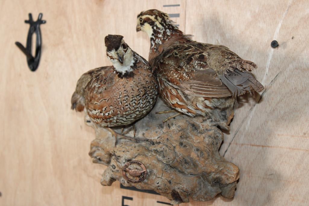 2 BOBWHITE QUAIL Mounted on a Driftwood Wall Hanging Base - 2