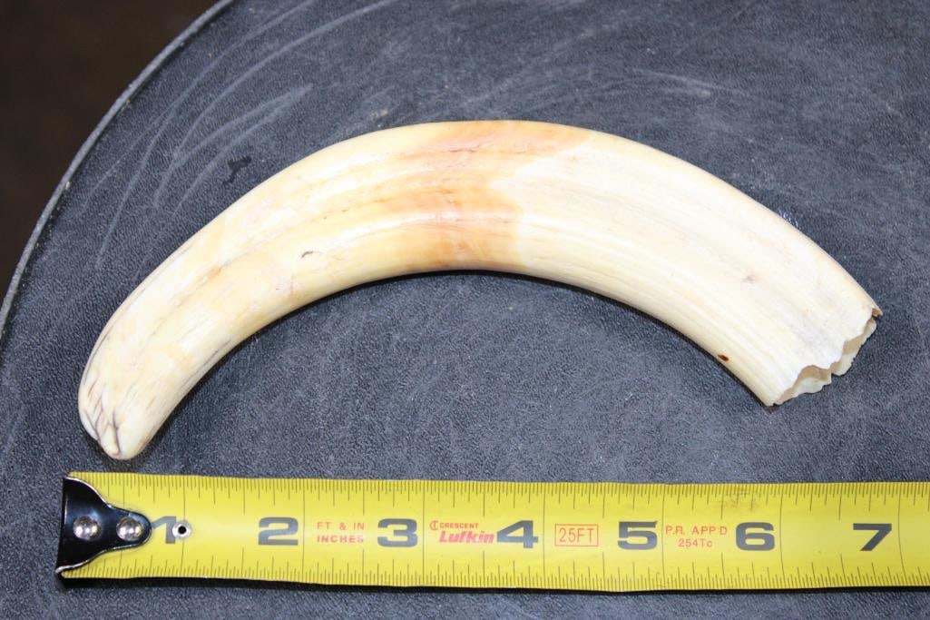 Big WARTHOG Tusk - 2