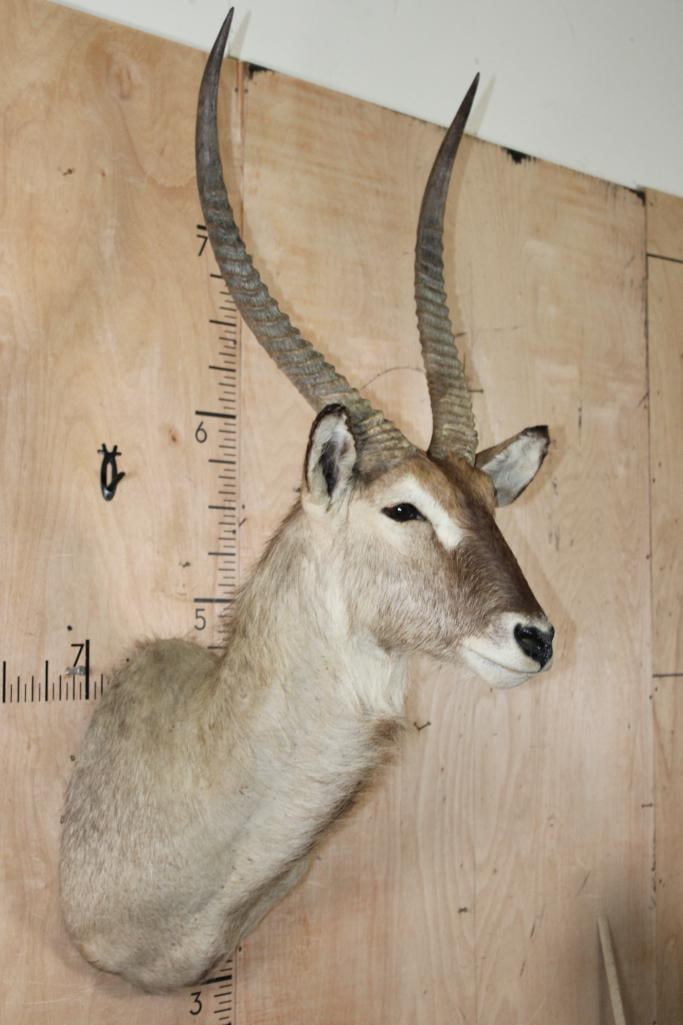 Big WATERBUCK Shoulder Mount - 2