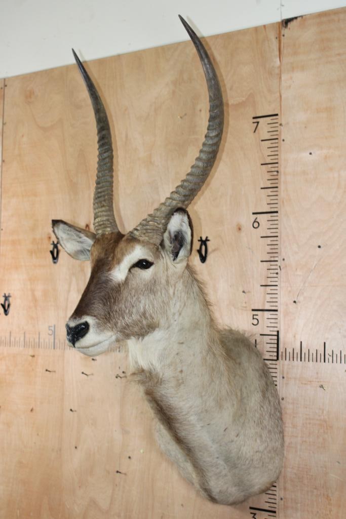 Big WATERBUCK Shoulder Mount - 3