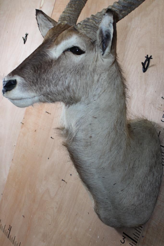 Big WATERBUCK Shoulder Mount - 4