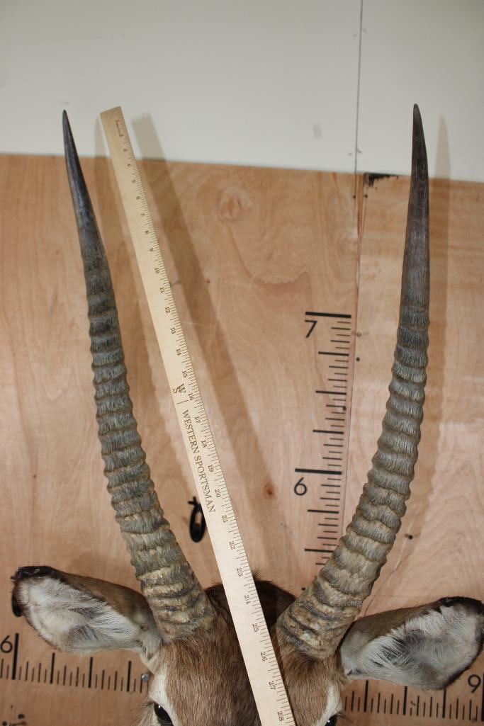 Big WATERBUCK Shoulder Mount - 7