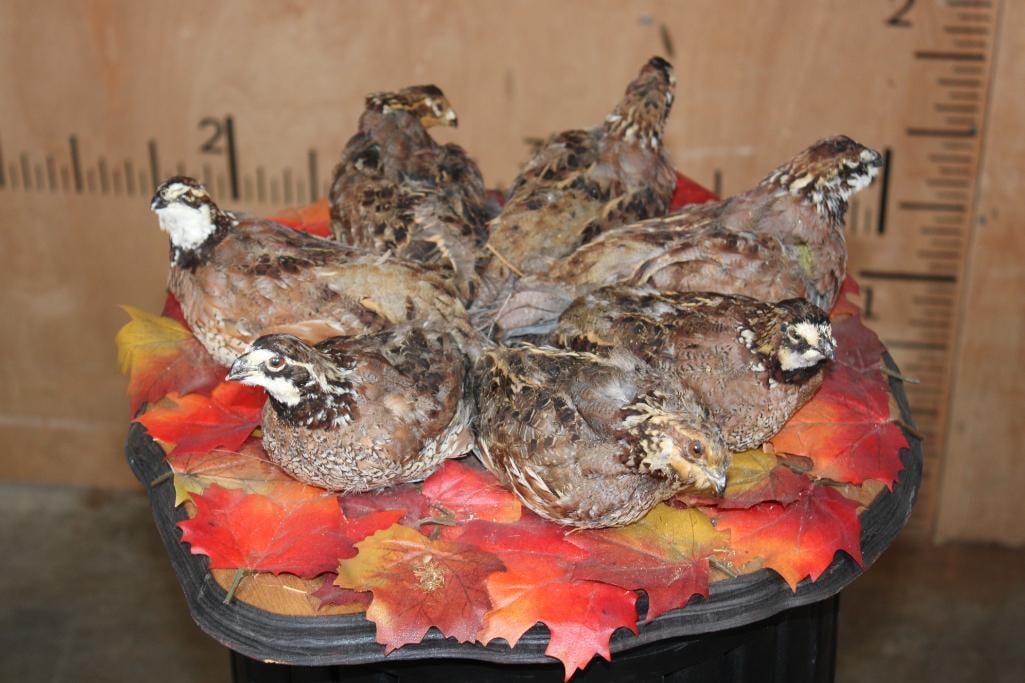 7 Life-sized BOBWHITE QUAIL on a Decorative Wood Base: 7 Life-sized BOBWHITE QUAIL on a Decorative Wood Base. The Total Mount measures 17" Long x 16" Wide x 5" Tall and is in Fair Condition. TAXIDERMY BIRDS 