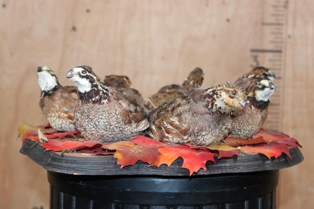 7 Life-sized BOBWHITE QUAIL on a Decorative Wood Base - 2