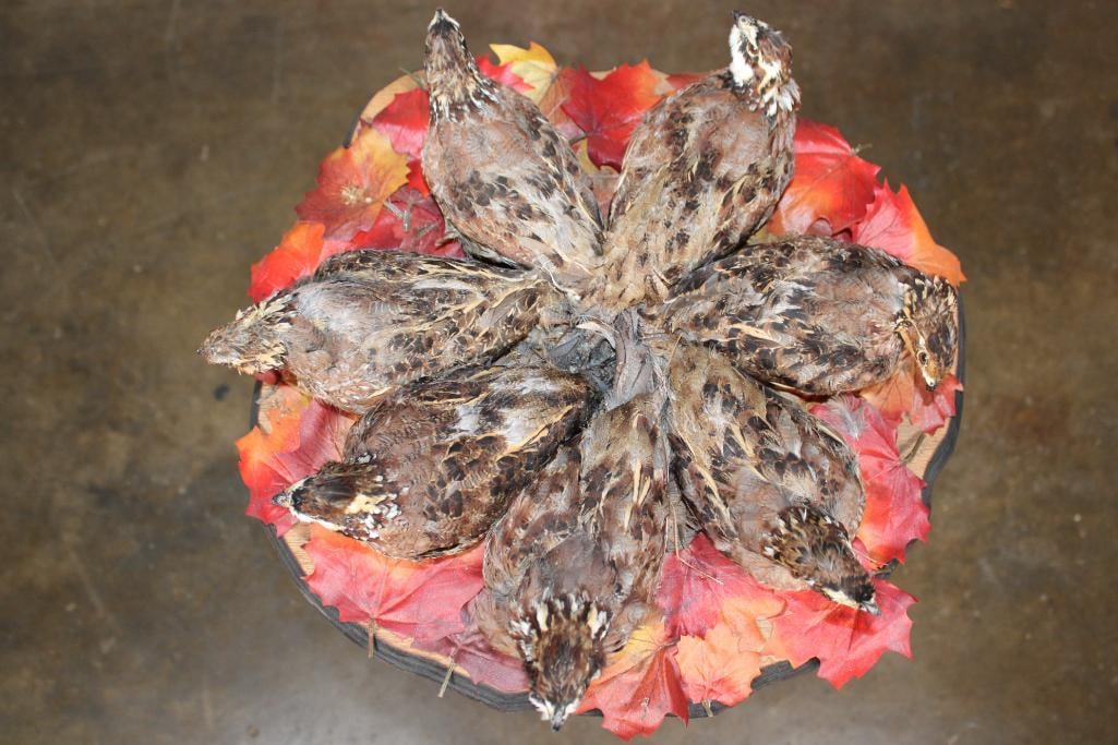 7 Life-sized BOBWHITE QUAIL on a Decorative Wood Base - 6