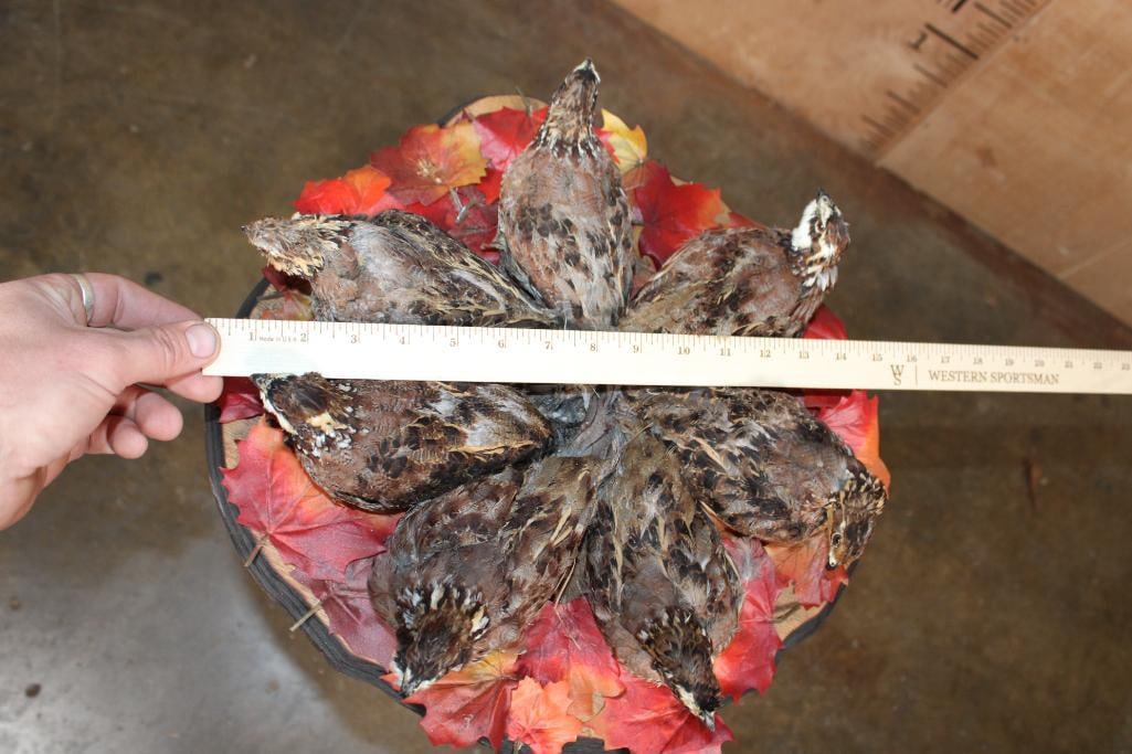 7 Life-sized BOBWHITE QUAIL on a Decorative Wood Base - 7