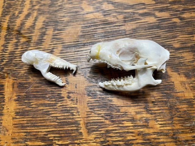 *Rarely Seen* (1) EUROPEAN HEDGHOG Skull and (1) Common NORTH AMERICAN MOLE Skull: 1 EUROPEAN HEDGHOG Skull, it measures approximately 2" Long. 1 Common NORTH AMERICAN MOLE Skull, it measures 1.5" Long. Both have All their Teeth! TAXIDERMY SKULLS AND ODDITIES 