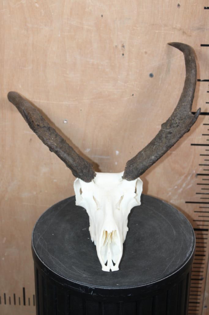 Big PRONGHORN Skull with Unique Horns - 2