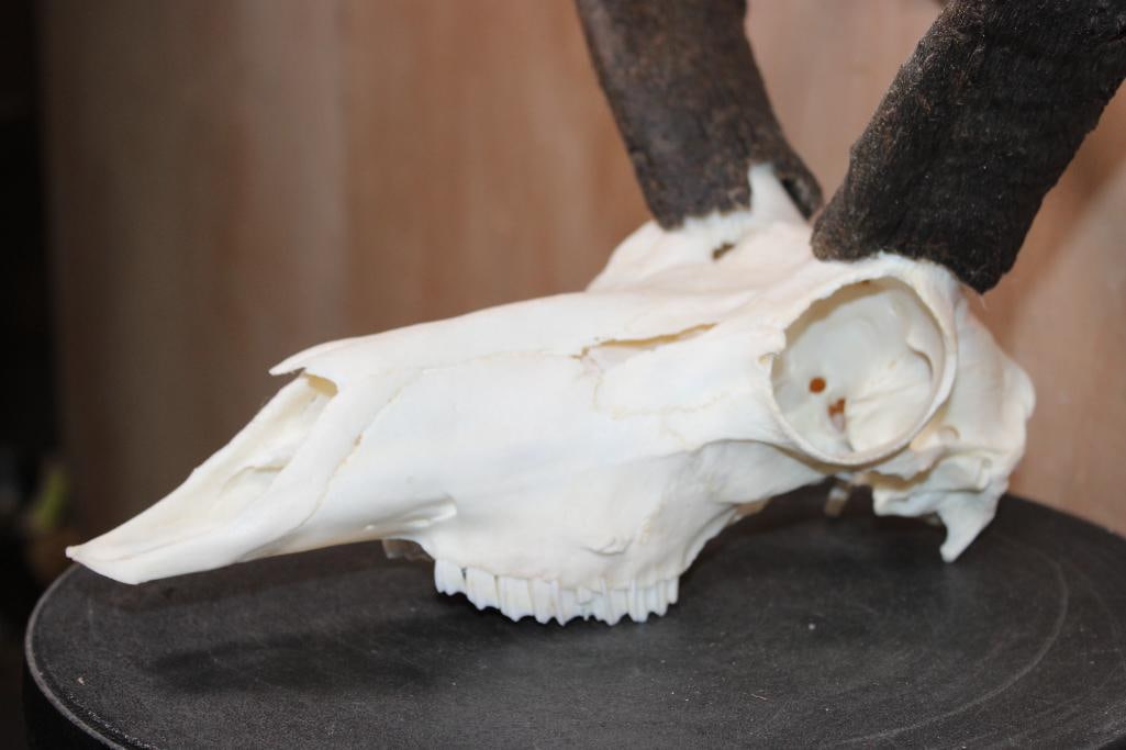 Big PRONGHORN Skull with Unique Horns - 4