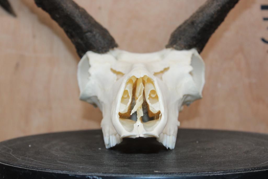 Big PRONGHORN Skull with Unique Horns - 5