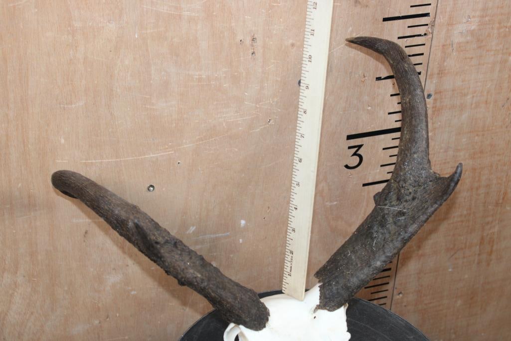 Big PRONGHORN Skull with Unique Horns - 7