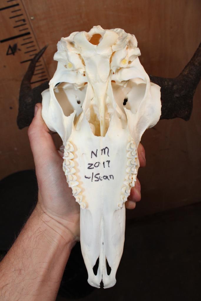 Big PRONGHORN Skull with Unique Horns - 8