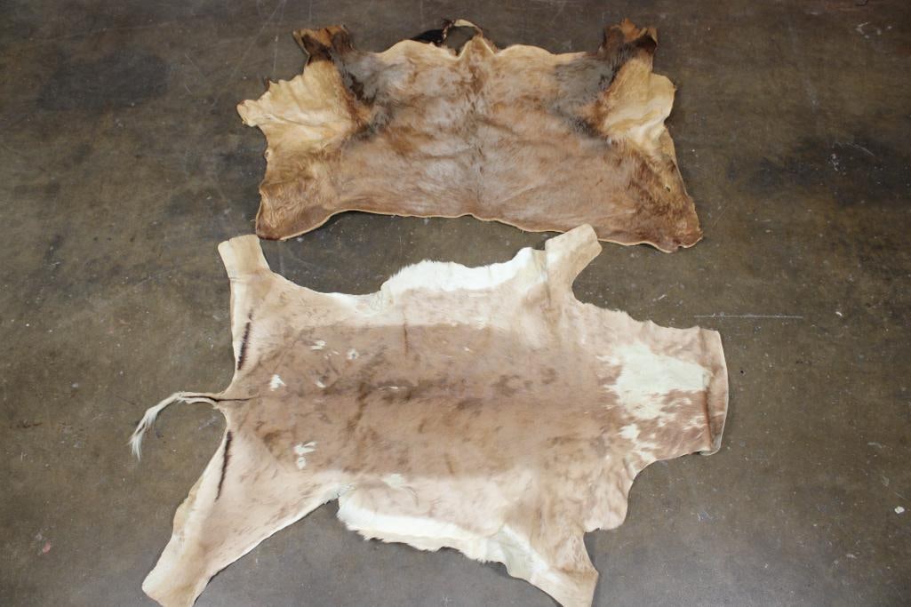 (1) BLESBOK Backhide and (1) IMPALA Backhide: 1 BLESBOK Backhide and 1 IMPALA Backhide. They are in Fair Condition. TAXIDERMY HIDES 