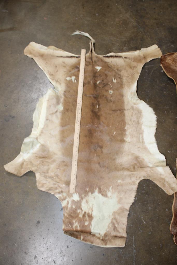 (1) BLESBOK Backhide and (1) IMPALA Backhide - 2