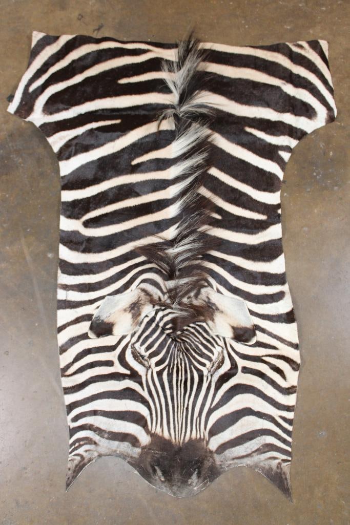ZEBRA Hide or ZEBRA Rug Section with its Head and Mane: Very Nice and Clean ZEBRA Hide or ZEBRA Rug Section. It has the Face and Head section with the mane and measures 46" Long x 33" Wide. It is in Good Condition. TAXIDERMY RUGS 