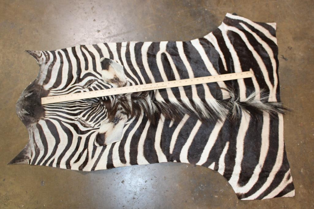 ZEBRA Hide or ZEBRA Rug Section with its Head and Mane - 2