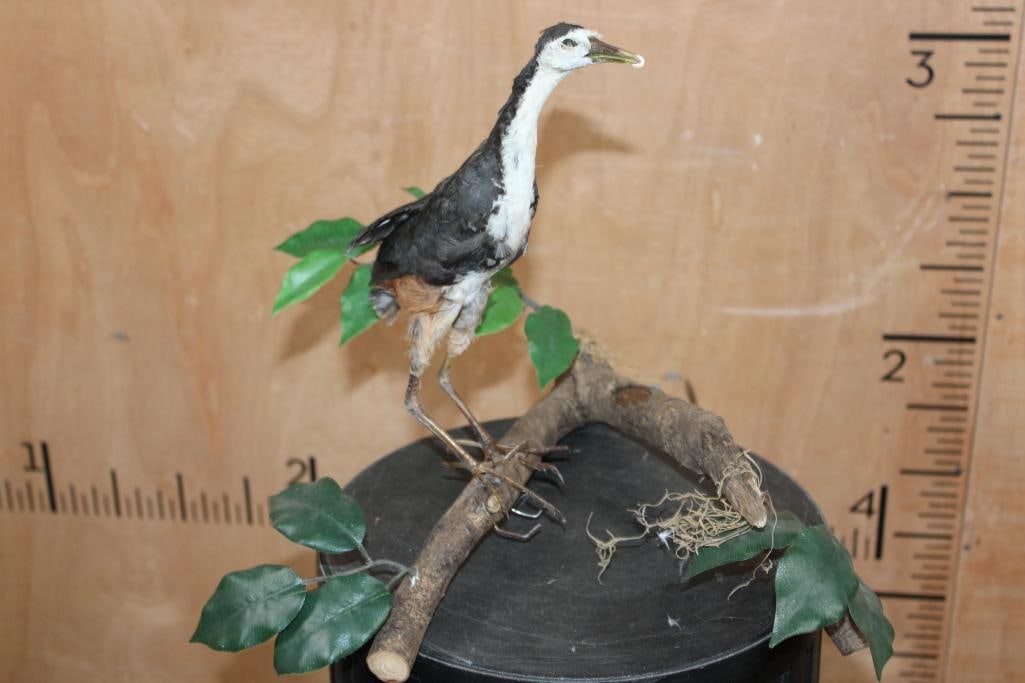 *Rarely Seen* WHITE-BREASTED WATERHEN on a Decorative Branch Base: *Rarely Seen* WHITE-BREASTED WATERHEN. They are Native to South and Southeast Asia. They are mounted on a Decorative Branch Base. The Total Mount measures 15" Long x 14" Wide x 12" Tall. This is an