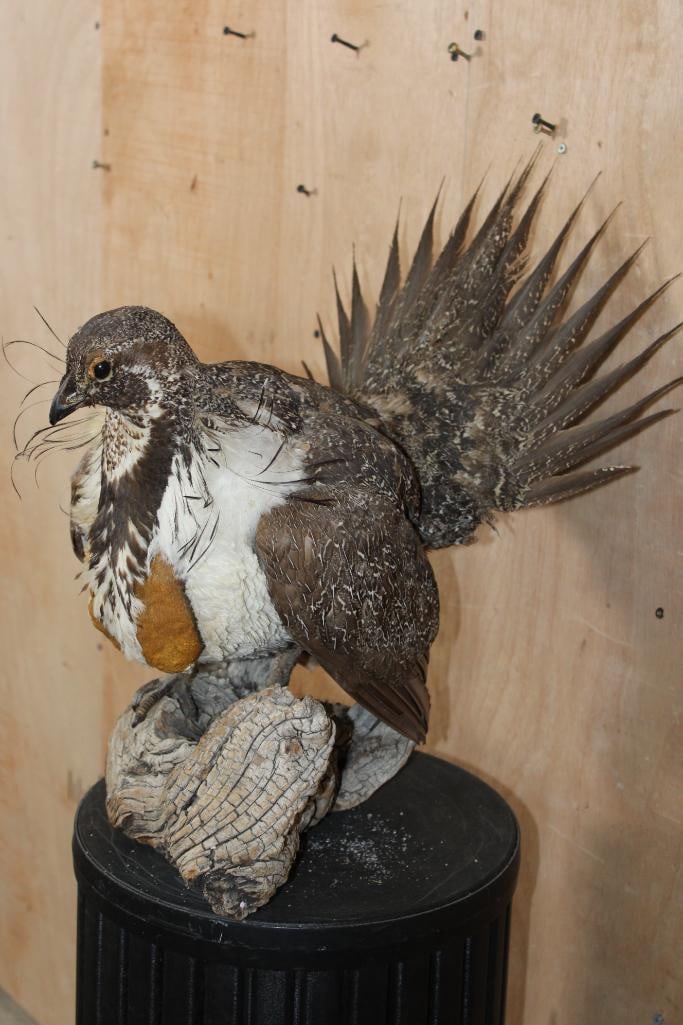 Strutting GREATER SAGE- GROUSE on a Log Base - 3