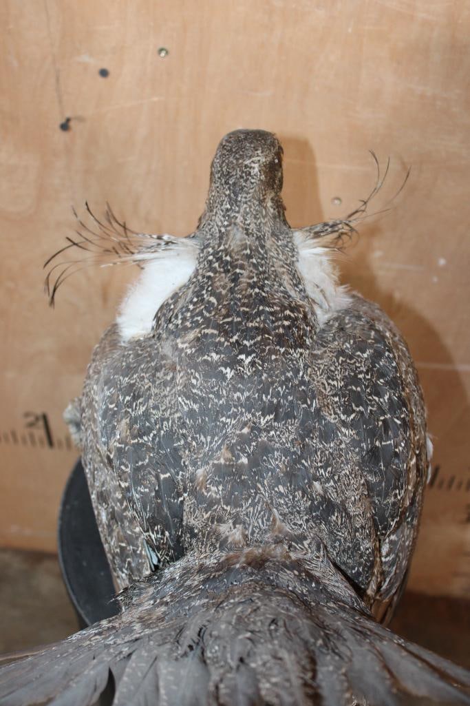 Strutting GREATER SAGE- GROUSE on a Log Base - 8