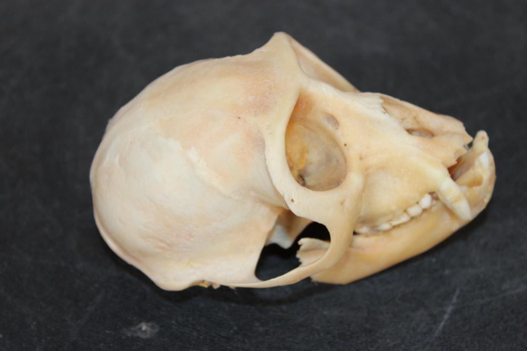 COLOBUS MONKEY Skull - 2