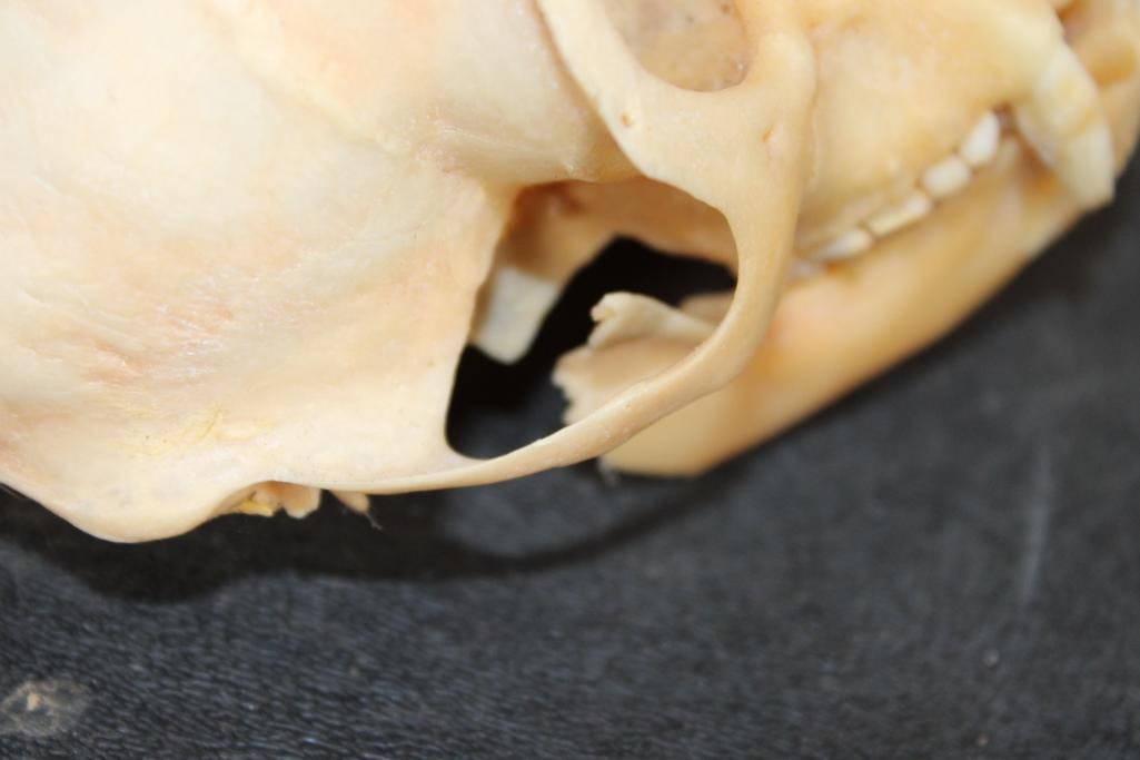 COLOBUS MONKEY Skull - 3