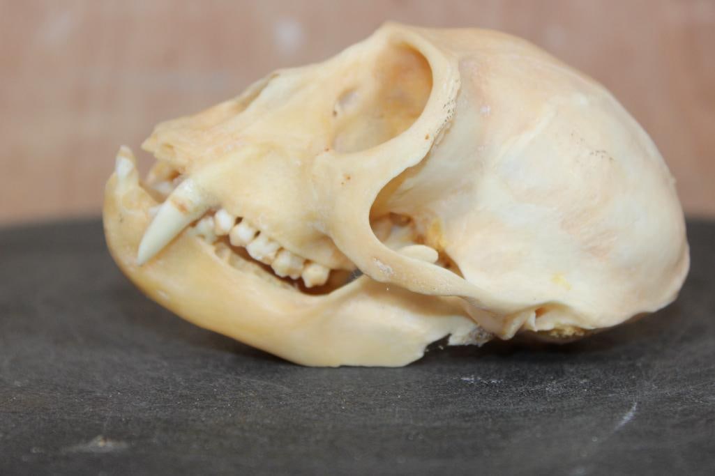 COLOBUS MONKEY Skull - 4