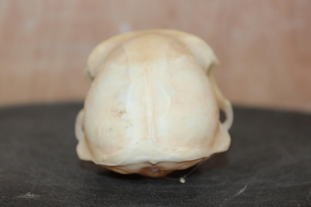 COLOBUS MONKEY Skull - 5
