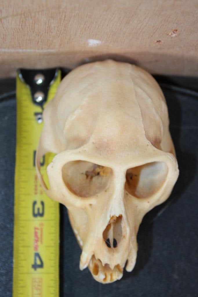 COLOBUS MONKEY Skull - 5