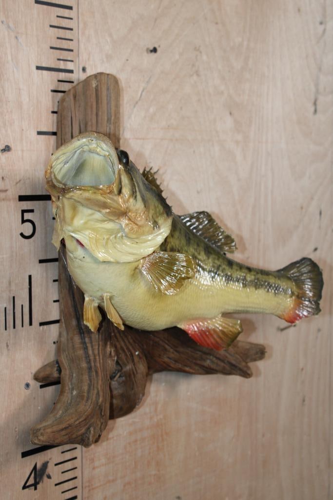 *Real Skin* BASS Mounted on Driftwood - 2