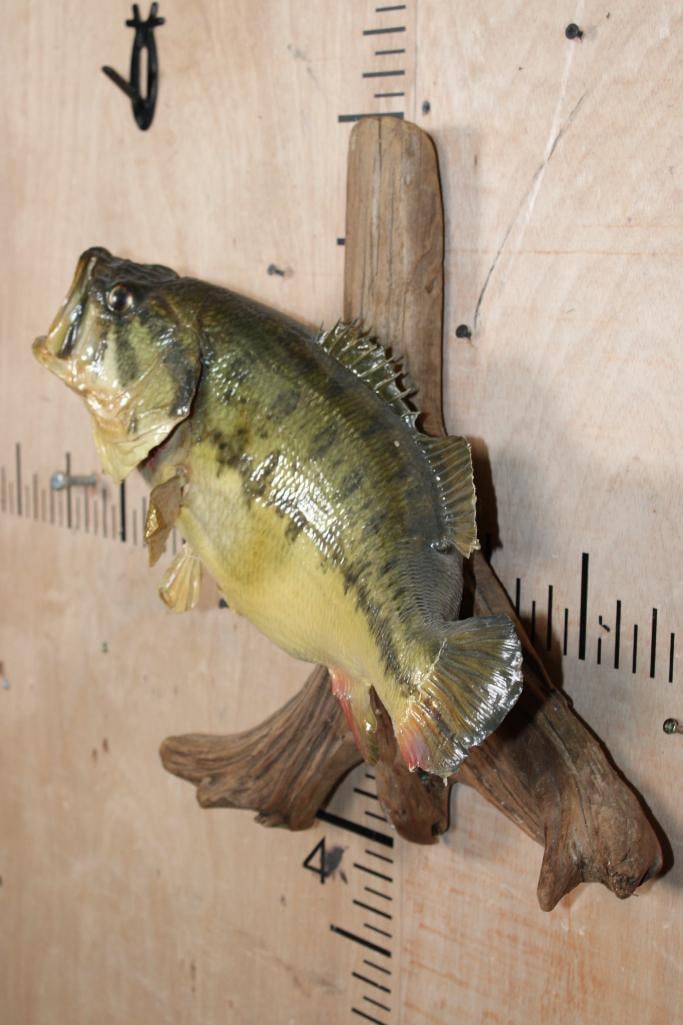*Real Skin* BASS Mounted on Driftwood - 3