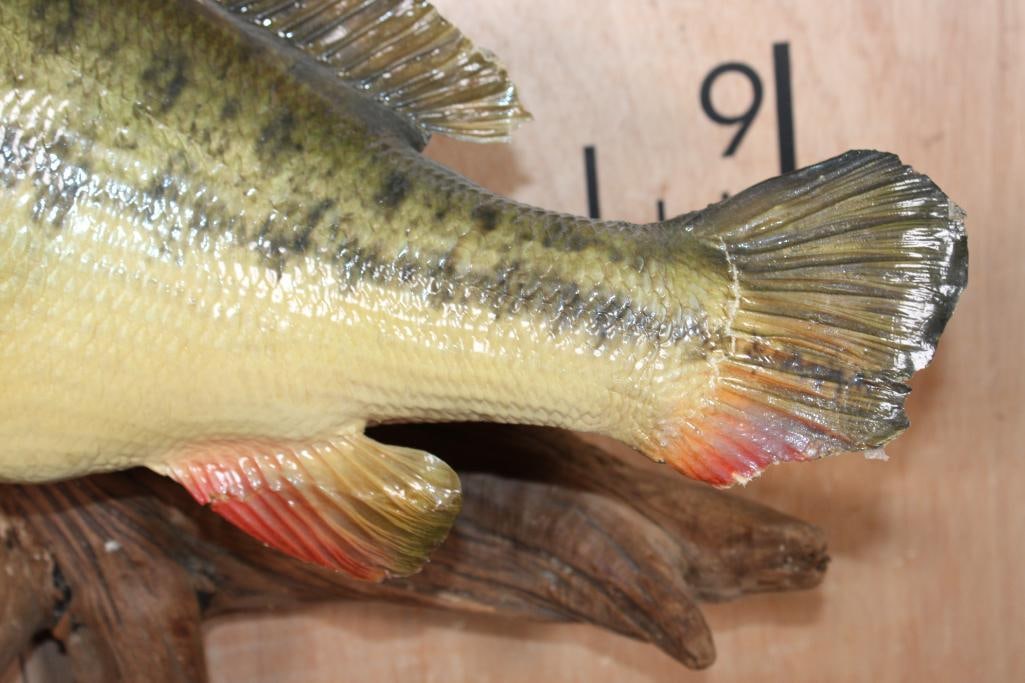 *Real Skin* BASS Mounted on Driftwood - 6