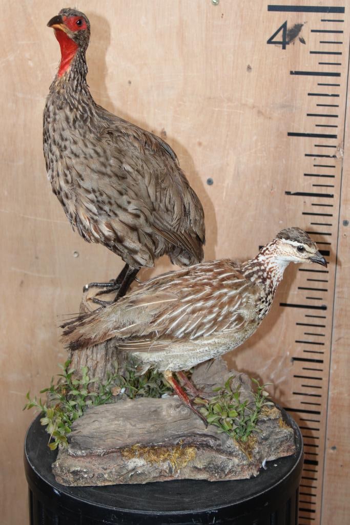 Male and Female RED-NECKED FRANCOLIN BIRD Mount: Male and Female RED-NECKED FRANCOLIN or Red-necked Spurfowl Bird Mount. They are displayed on a decorative wood Base. The Total Mount measures 12" Long x 11" Wide x 19" Tall. The female has some