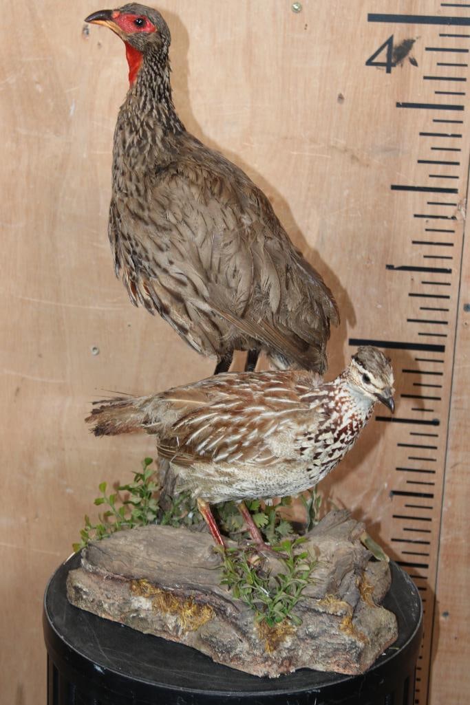 Male and Female RED-NECKED FRANCOLIN BIRD Mount - 2