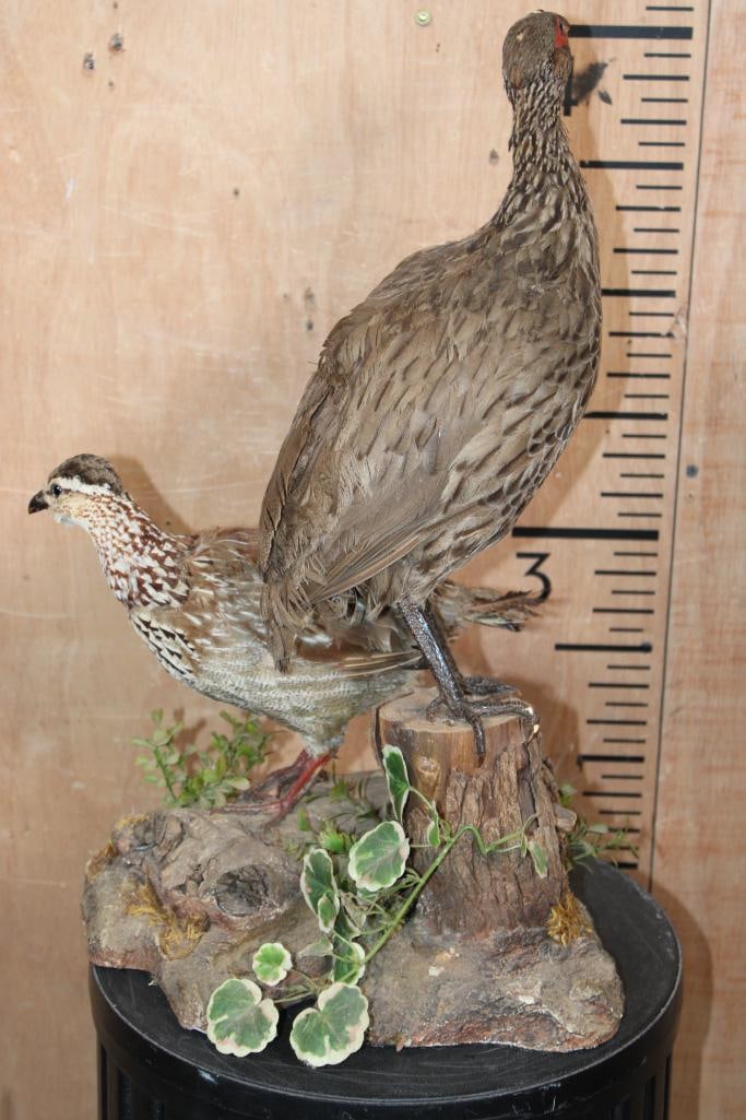 Male and Female RED-NECKED FRANCOLIN BIRD Mount - 7