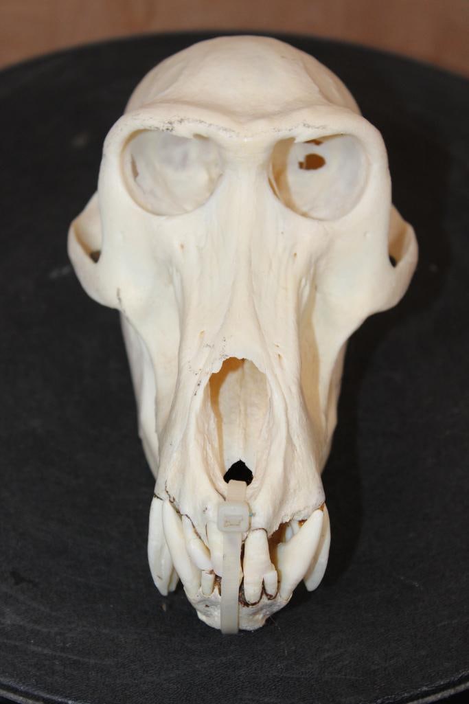 BABOON Skull: Nice and Clean BABOON Skull. It measures 7.25" Long x 4.25" Wide. It has All but 1 Tooth. TAXIDERMY SKULLS 