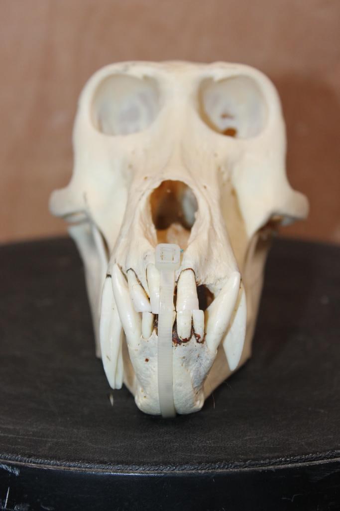 BABOON Skull - 2