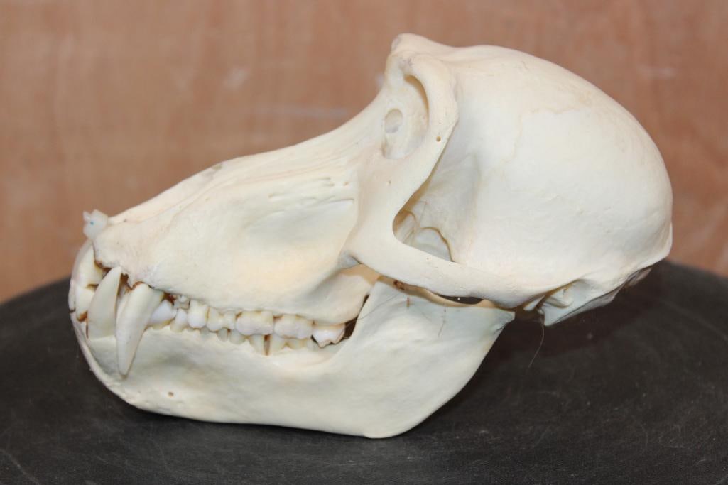 BABOON Skull - 4